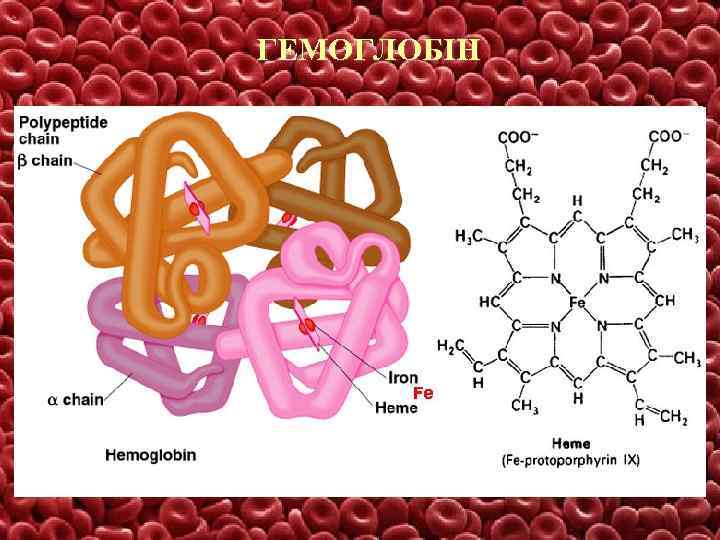 ГЕМОГЛОБІН 