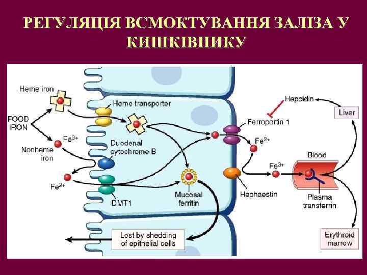 РЕГУЛЯЦІЯ ВСМОКТУВАННЯ ЗАЛІЗА У КИШКІВНИКУ 