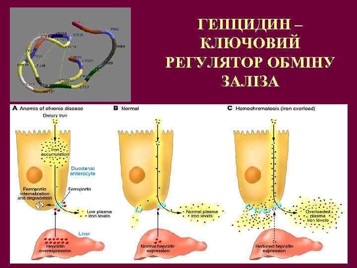 ГЕПЦИДИН – КЛЮЧОВИЙ РЕГУЛЯТОР ОБМІНУ ЗАЛІЗА 