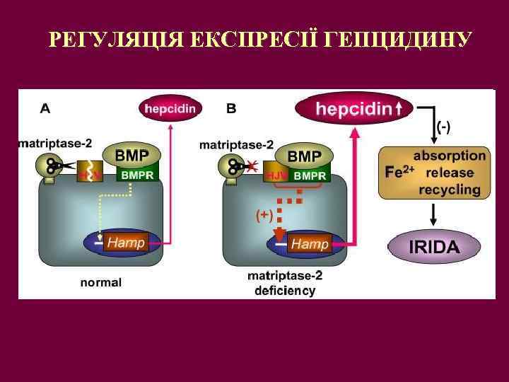 РЕГУЛЯЦІЯ ЕКСПРЕСІЇ ГЕПЦИДИНУ 