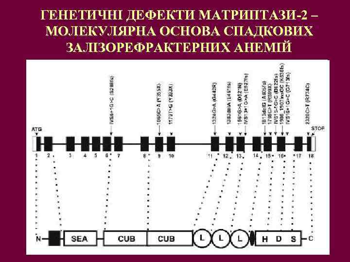 ГЕНЕТИЧНІ ДЕФЕКТИ МАТРИПТАЗИ-2 – МОЛЕКУЛЯРНА ОСНОВА СПАДКОВИХ ЗАЛІЗОРЕФРАКТЕРНИХ АНЕМІЙ 