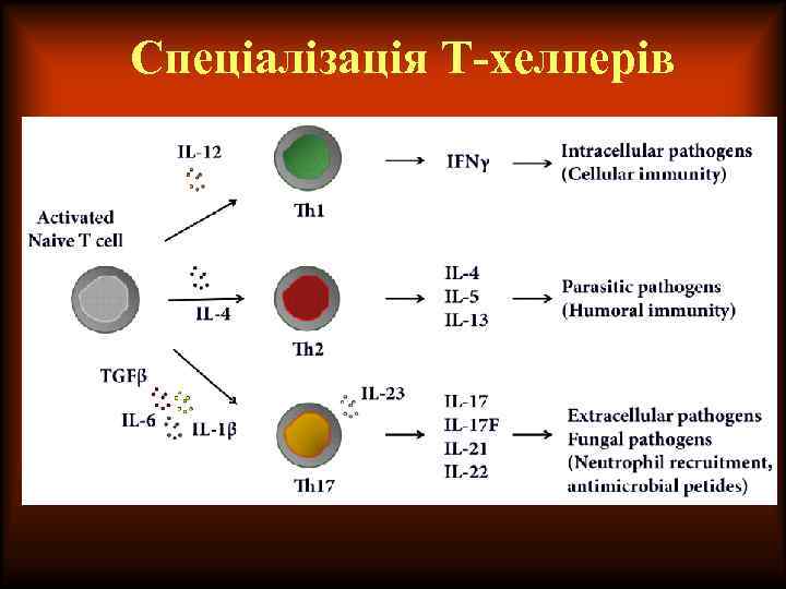 Спеціалізація Т-хелперів 