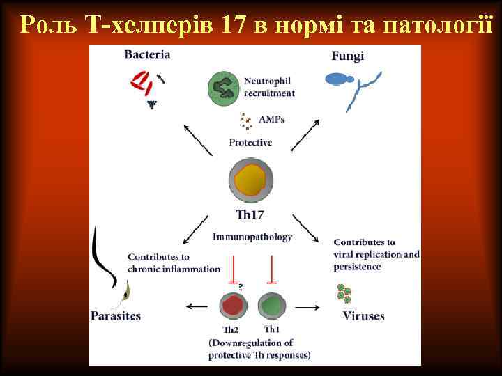Роль Т-хелперів 17 в нормі та патології 