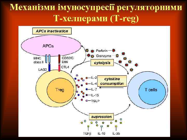Механізми імуносупресії регуляторними Т-хелперами (T-reg) 
