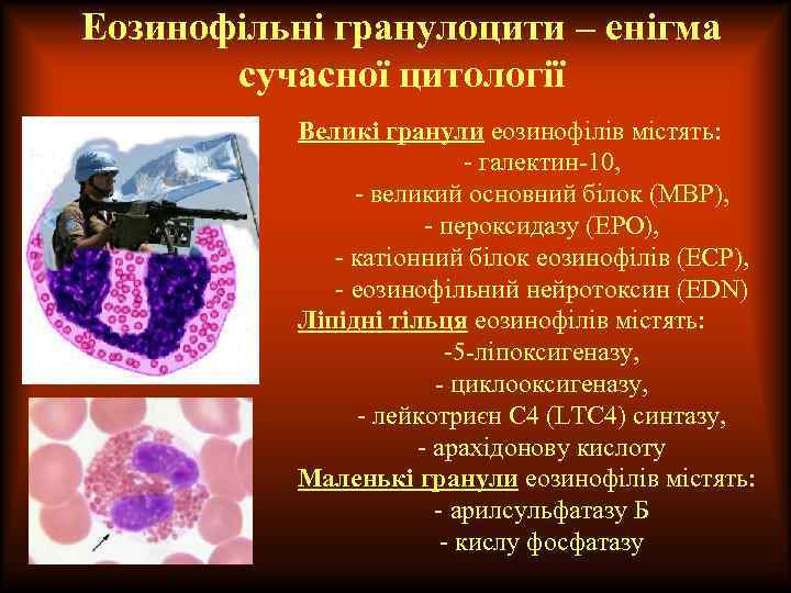 Еозинофільні гранулоцити – енігма сучасної цитології Великі гранули еозинофілів містять: - галектин-10, - великий