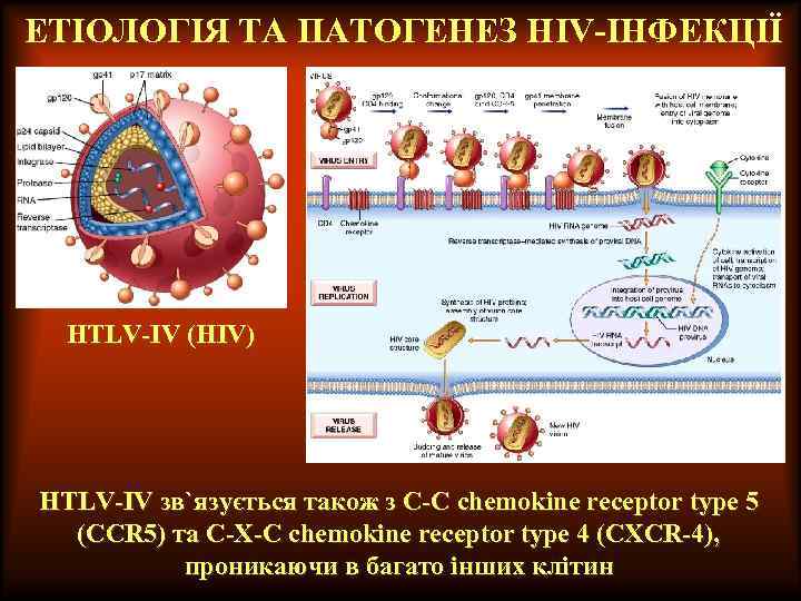 ЕТІОЛОГІЯ ТА ПАТОГЕНЕЗ НIV-ІНФЕКЦІЇ HTLV-IV (HIV) HTLV-IV зв`язується також з C-C chemokine receptor type