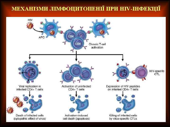 МЕХАНІЗМИ ЛІМФОЦИТОПЕНІЇ ПРИ HIV-ІНФЕКЦІЇ 