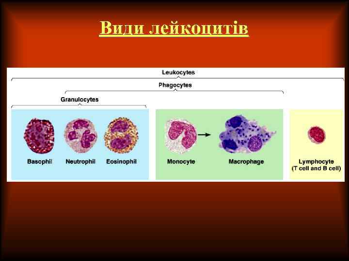 Види лейкоцитів 