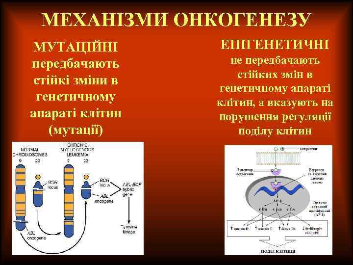 МЕХАНІЗМИ ОНКОГЕНЕЗУ МУТАЦІЙНІ передбачають стійкі зміни в генетичному апараті клітин (мутації) ЕПІГЕНЕТИЧНІ не передбачають