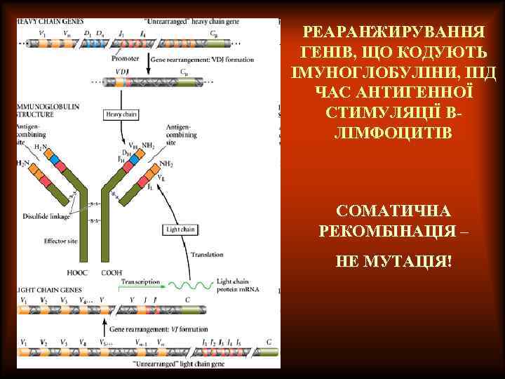 РЕАРАНЖИРУВАННЯ ГЕНІВ, ЩО КОДУЮТЬ ІМУНОГЛОБУЛІНИ, ПІД ЧАС АНТИГЕННОЇ СТИМУЛЯЦІЇ ВЛІМФОЦИТІВ СОМАТИЧНА РЕКОМБІНАЦІЯ – НЕ
