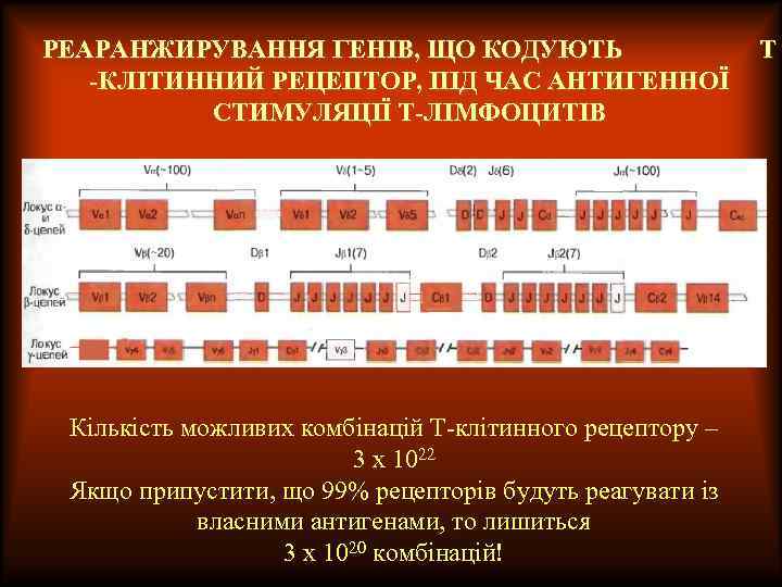 РЕАРАНЖИРУВАННЯ ГЕНІВ, ЩО КОДУЮТЬ -КЛІТИННИЙ РЕЦЕПТОР, ПІД ЧАС АНТИГЕННОЇ СТИМУЛЯЦІЇ Т-ЛІМФОЦИТІВ Кількість можливих комбінацій
