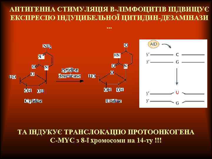 АНТИГЕННА СТИМУЛЯЦІЯ В-ЛІМФОЦИТІВ ПІДВИЩУЄ ЕКСПРЕСІЮ ІНДУЦИБЕЛЬНОЇ ЦИТИДИН-ДЕЗАМІНАЗИ. . . ТА ІНДУКУЄ ТРАНСЛОКАЦІЮ ПРОТООНКОГЕНА C-MYC