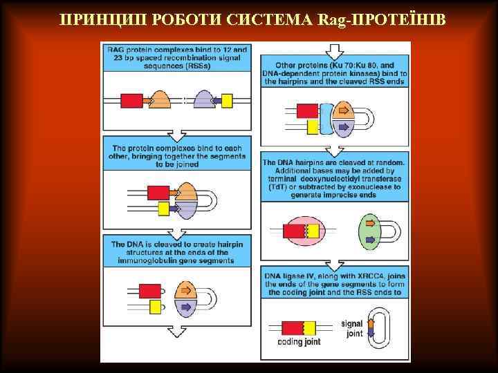 ПРИНЦИП РОБОТИ СИСТЕМА Rag-ПРОТЕЇНІВ 
