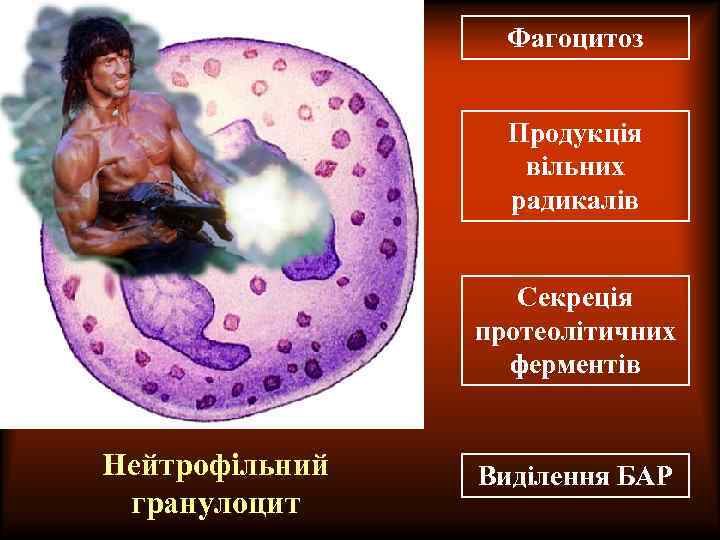 Фагоцитоз Продукція вільних радикалів Секреція протеолітичних ферментів Нейтрофільний гранулоцит Виділення БАР 