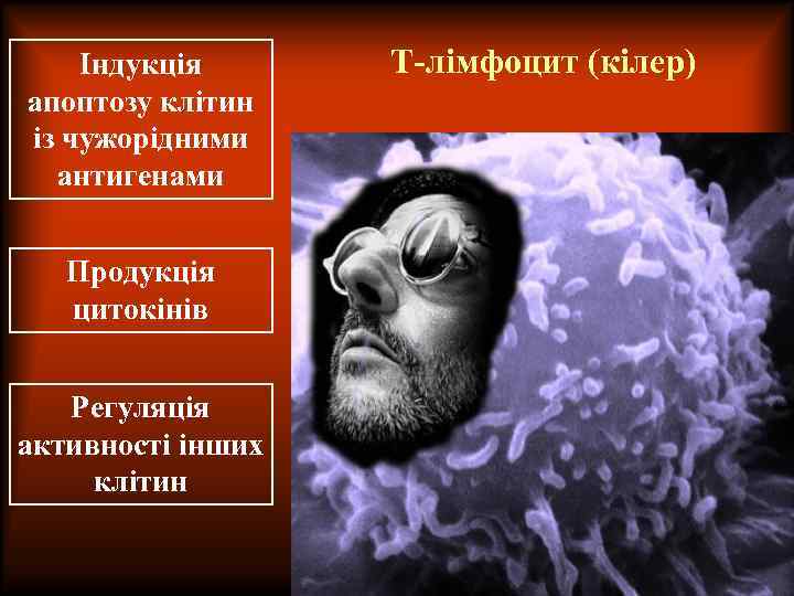Індукція апоптозу клітин із чужорідними антигенами Продукція цитокінів Регуляція активності інших клітин Т-лімфоцит (кілер)