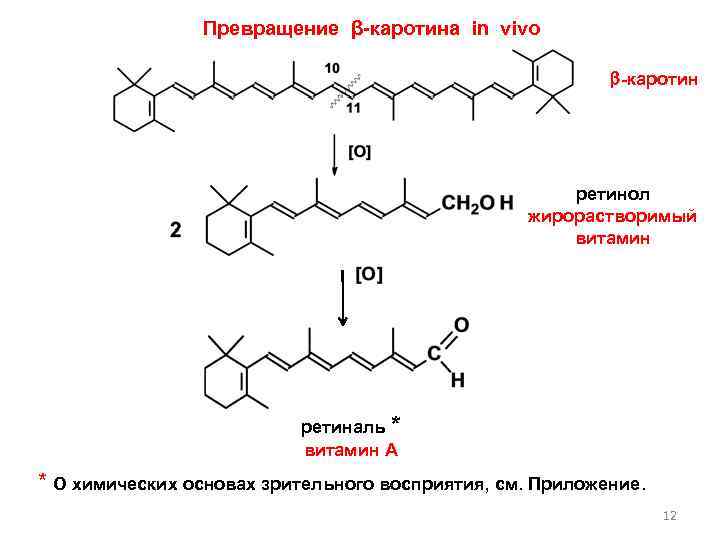 Превращение β-каротина in vivo -каротин ретинол жирорастворимый витамин ретиналь * витамин А * О