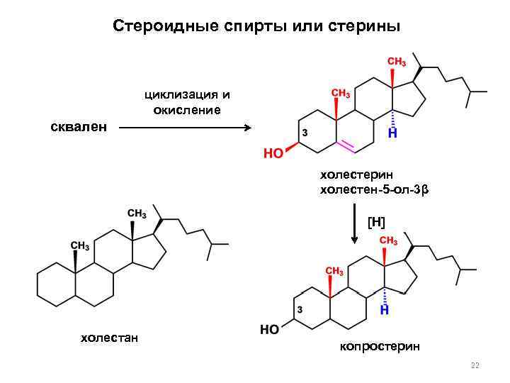 Стероидные спирты или стерины циклизация и окисление сквален холестерин холестен-5 -ол-3β [H] холестан копростерин