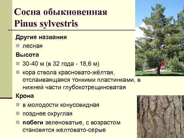 Сосна обыкновенная Pinus sylvestris Другие названия n лесная Высота n 30 -40 м (в