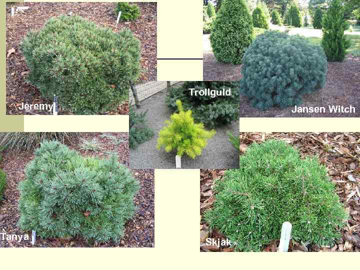 Trollguld Jeremy Tanya Jansen Witch Skjak 