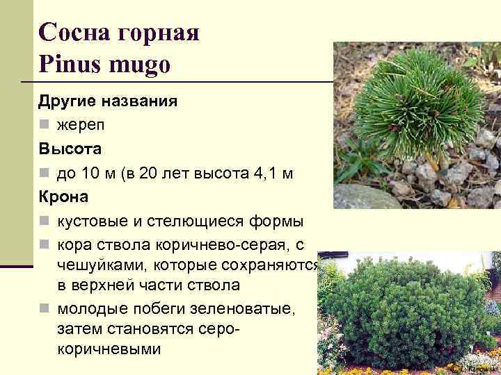 Сосна горная Pinus mugo Другие названия n жереп Высота n до 10 м (в