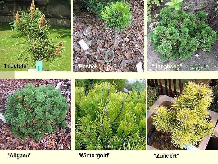  'Fructata' 'Allgaeu' 'Peshek' 'Wintergold' 