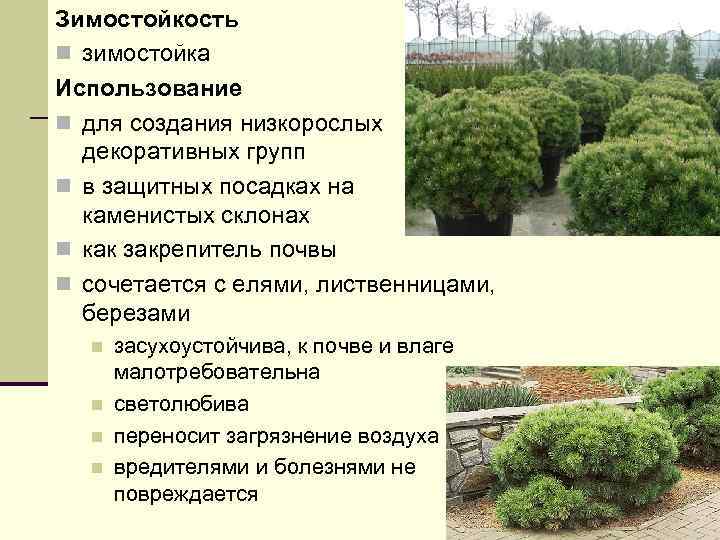 Зимостойкость n зимостойка Использование n для создания низкорослых декоративных групп n в защитных посадках