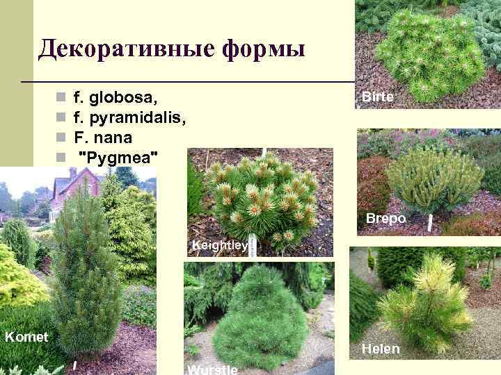 Декоративные формы n n f. globosa, f. pyramidalis, F. nana 