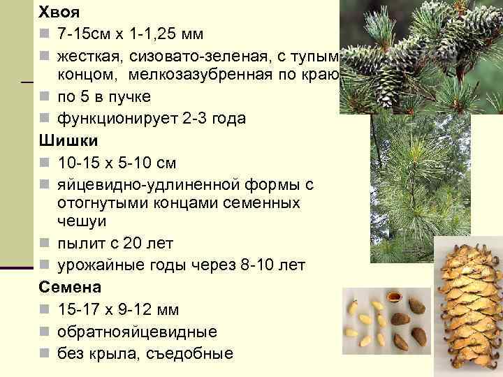 Хвоя n 7 -15 см х 1 -1, 25 мм n жесткая, сизовато-зеленая, с