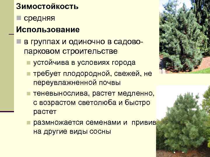 Зимостойкость n средняя Использование n в группах и одиночно в садовопарковом строительстве устойчива в