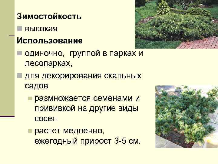 Зимостойкость n высокая Использование n одиночно, группой в парках и лесопарках, n для декорирования
