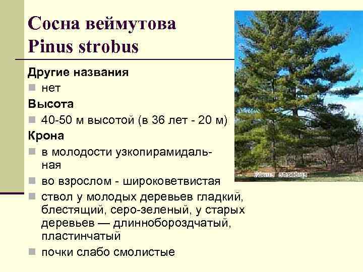 Сосна веймутова Pinus strobus Другие названия n нет Высота n 40 -50 м высотой