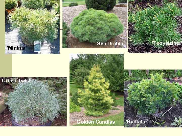 'Minima' 'Tooysizima' Sea Urchin Green Twist Golden Candles 'Rаdiata' 