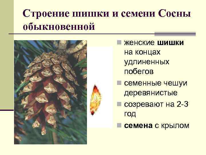 Строение шишки и семени Сосны обыкновенной n женские шишки на концах удлиненных побегов n