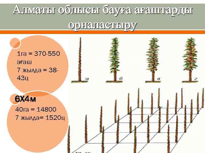 Алматы облысы бауға ағаштарды орналастыру 1 га = 370 -550 ағаш 7 жылда =