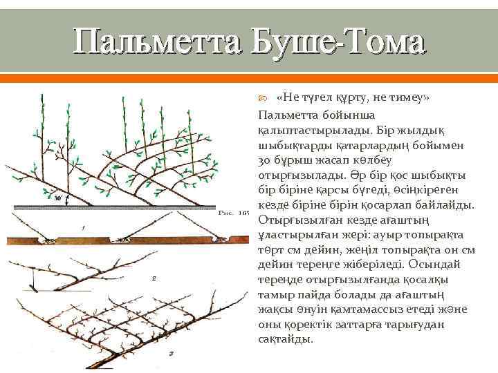 Пальметта Буше-Тома «Не түгел құрту, не тимеу» Пальметта бойынша қалыптастырылады. Бір жылдық шыбықтарды қатарлардың
