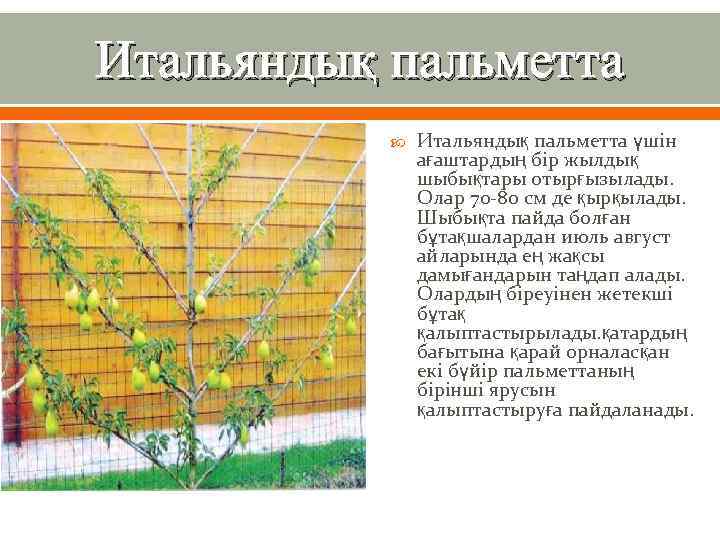 Итальяндық пальметта үшін ағаштардың бір жылдық шыбықтары отырғызылады. Олар 70 -80 см де қырқылады.