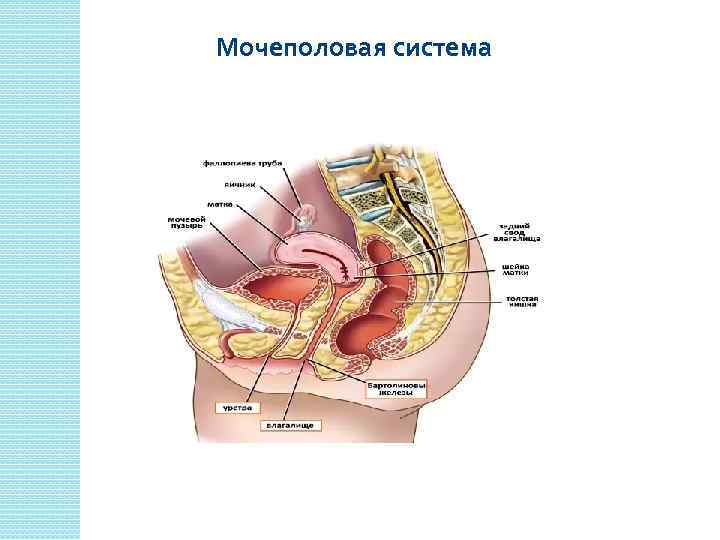 Мочеполовая система 