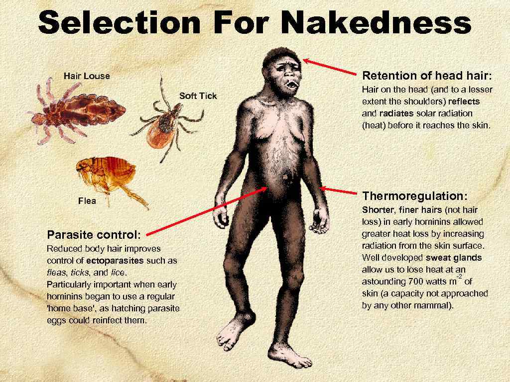 Selection For Nakedness Retention of head hair: Hair Louse Soft Tick Flea Parasite control:
