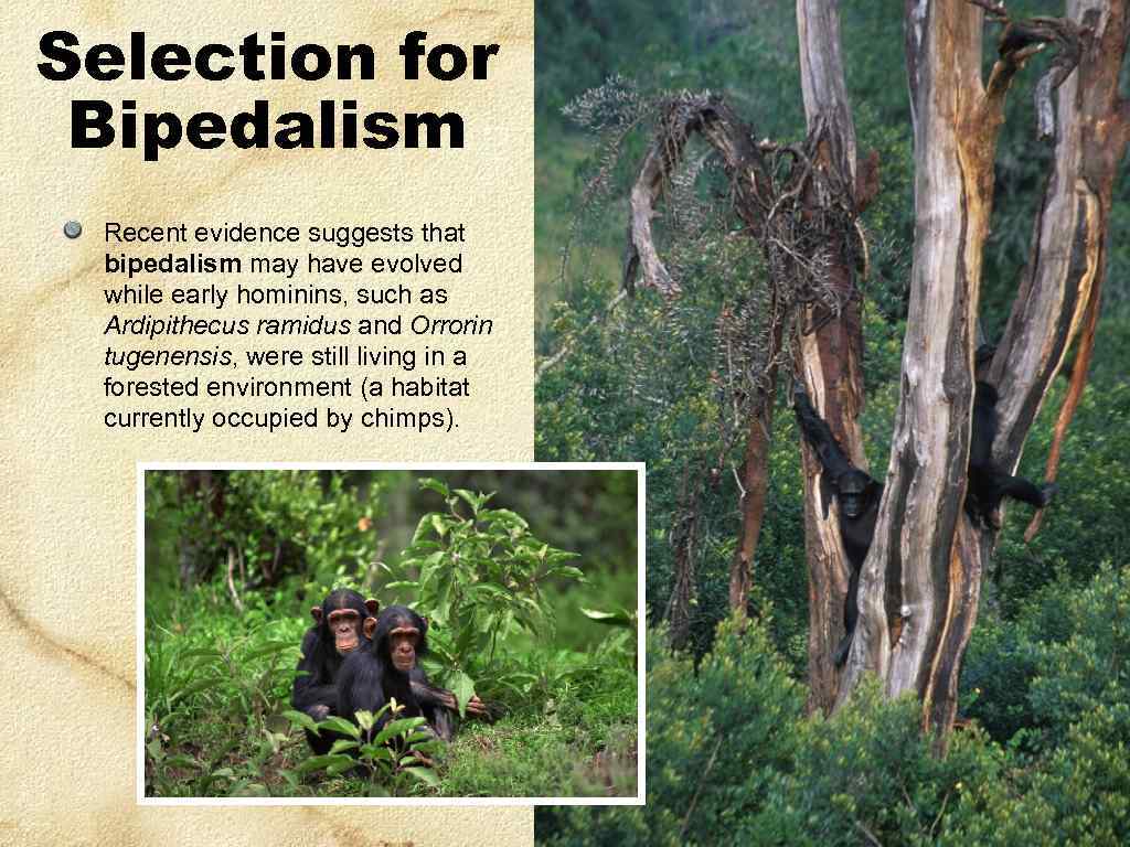 Selection for Bipedalism Recent evidence suggests that bipedalism may have evolved while early hominins,