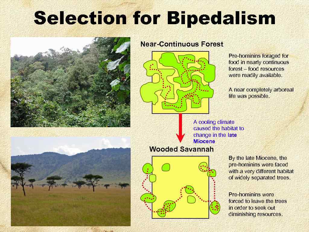 Selection for Bipedalism Near-Continuous Forest Pre-hominins foraged for food in nearly continuous forest –