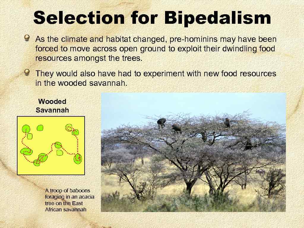 Selection for Bipedalism As the climate and habitat changed, pre-hominins may have been forced