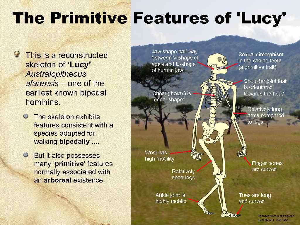 The Primitive Features of 'Lucy' This is a reconstructed skeleton of ‘Lucy’ Australopithecus afarensis
