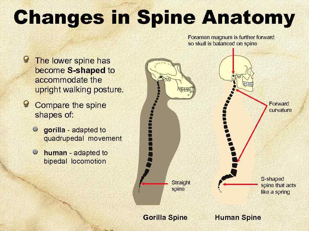 Changes in Spine Anatomy Foramen magnum is further forward so skull is balanced on