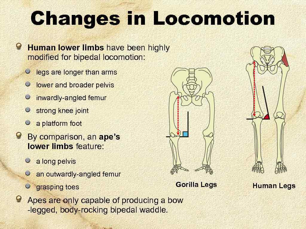 Changes in Locomotion Human lower limbs have been highly modified for bipedal locomotion: legs