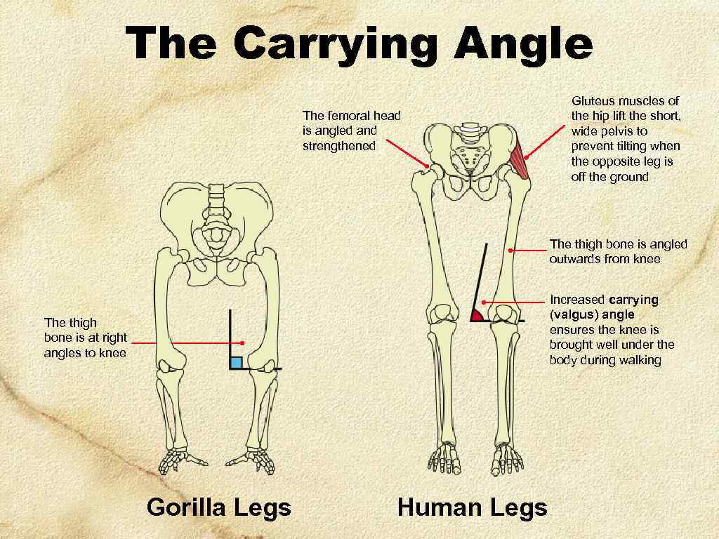 The Carrying Angle The femoral head is angled and strengthened Gluteus muscles of the