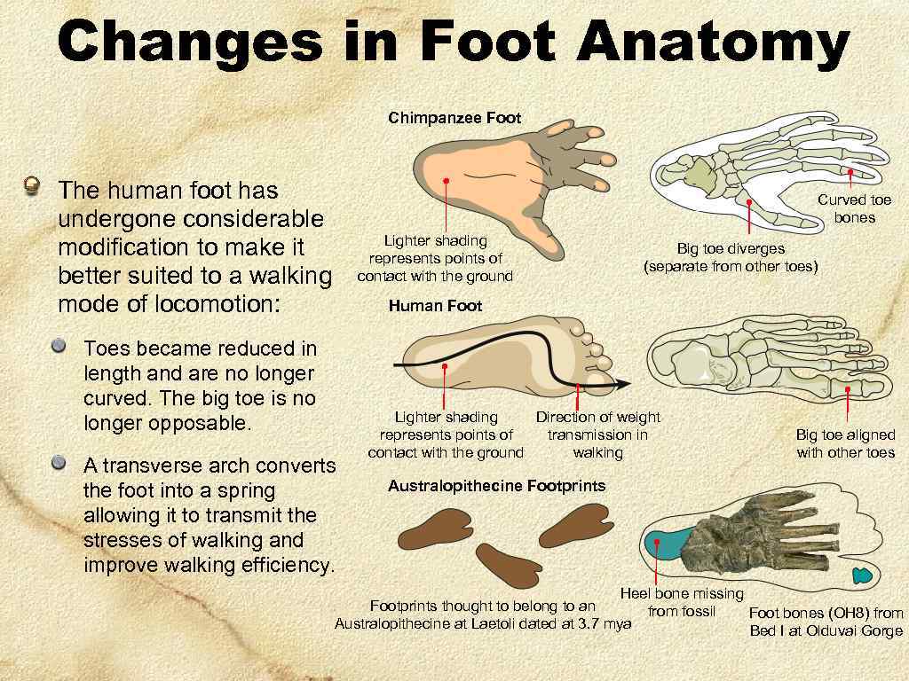 Changes in Foot Anatomy Chimpanzee Foot The human foot has undergone considerable modification to