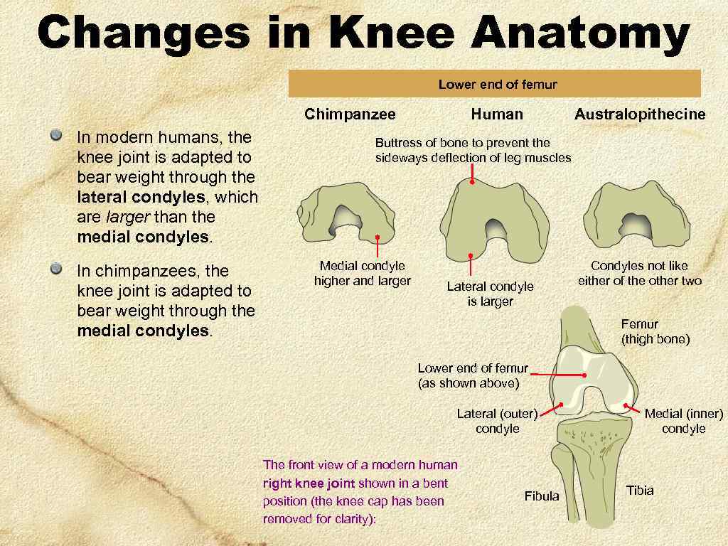 Changes in Knee Anatomy Lower end of femur Chimpanzee In modern humans, the knee