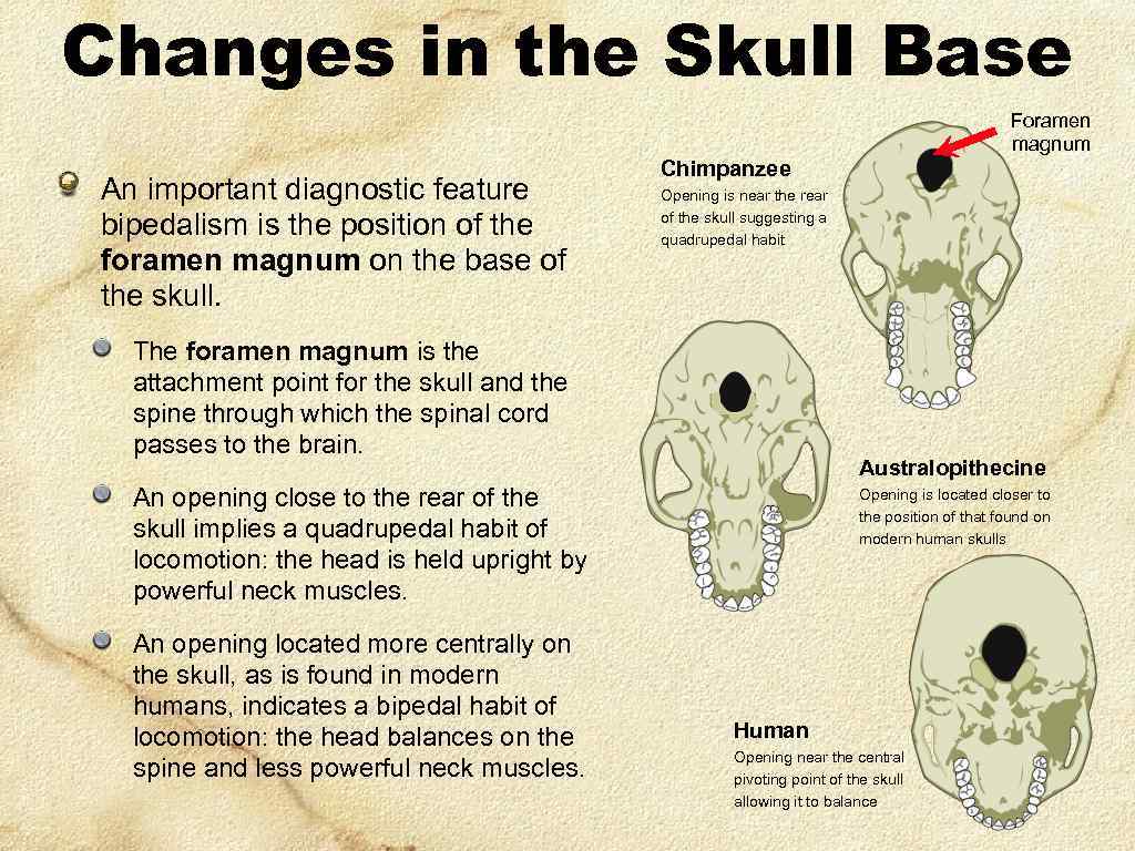 Changes in the Skull Base Foramen magnum An important diagnostic feature bipedalism is the