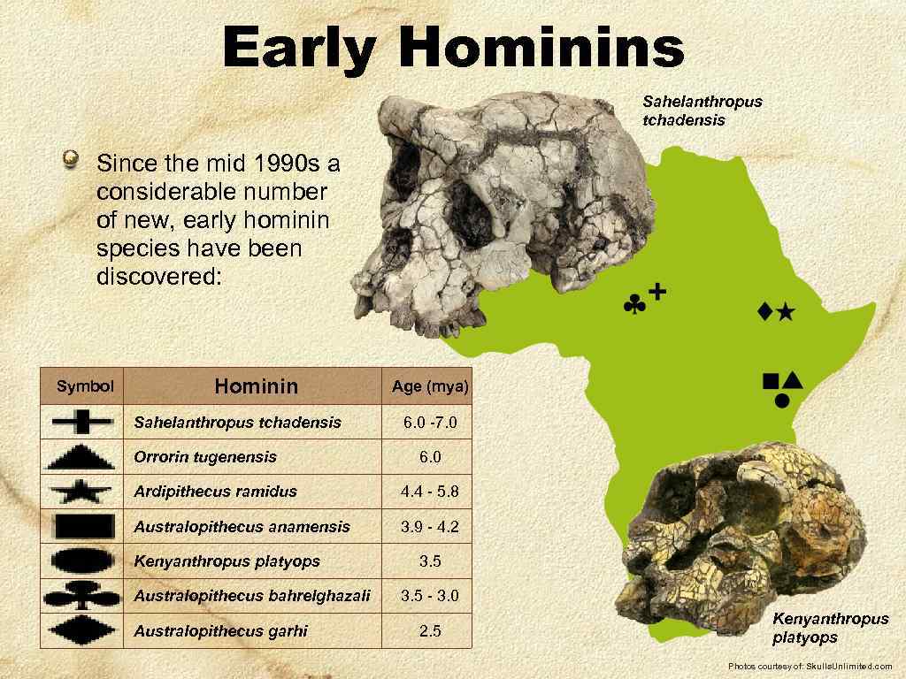 Early Hominins Sahelanthropus tchadensis Since the mid 1990 s a considerable number of new,