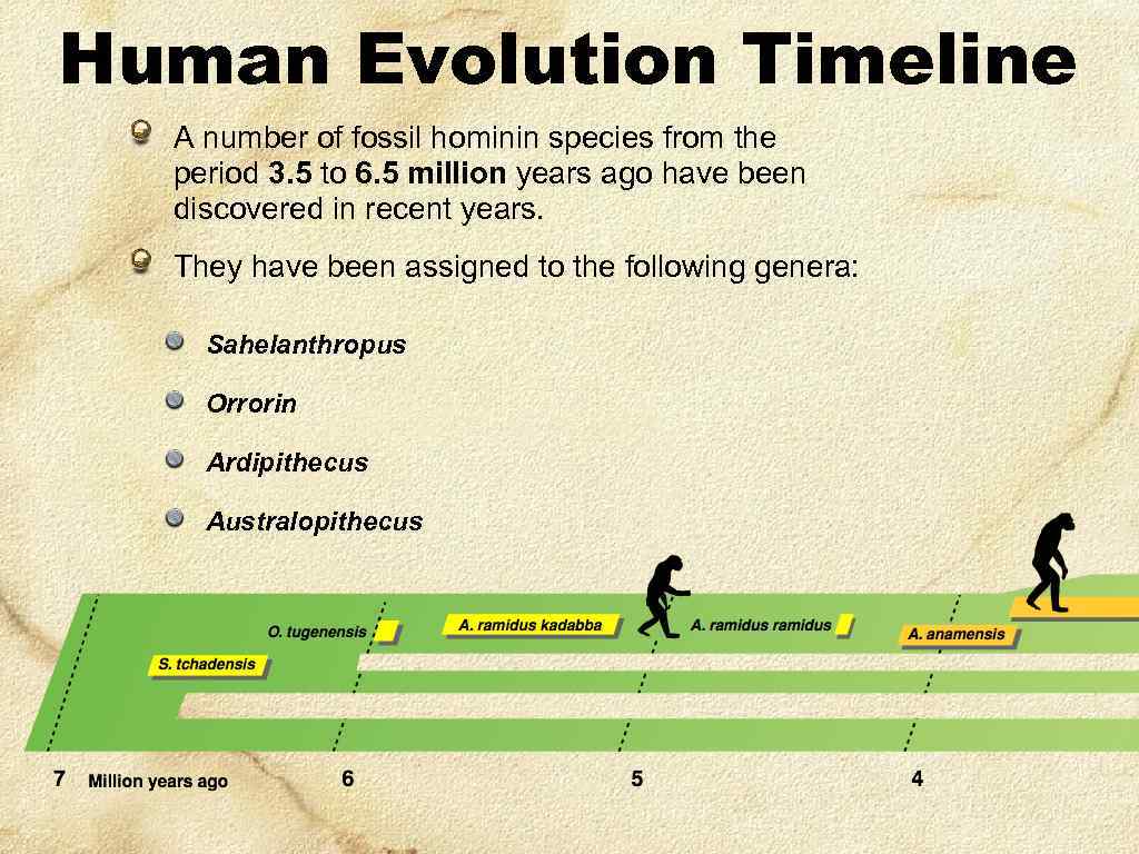 Human Evolution Timeline A number of fossil hominin species from the period 3. 5